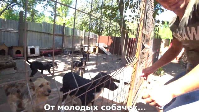 Новый дом для бездомных животных. Спас от зимних морозов. Благодарные бездомные животные смотреть онлайн