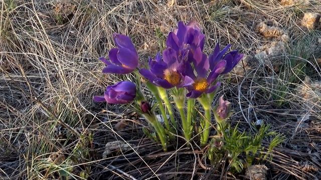 "Сон трава". Ветреница раскрытая, Пострел раскрытый смотреть онлайн