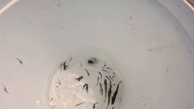 Making A Salt Water Tide Pool Beach Pond With Leopard Shark смотреть онлайн