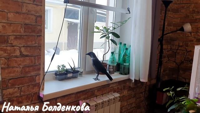 Да да!//Три Алисы в доме)?♀️//Гости сидят на кортанах//Домашние дела