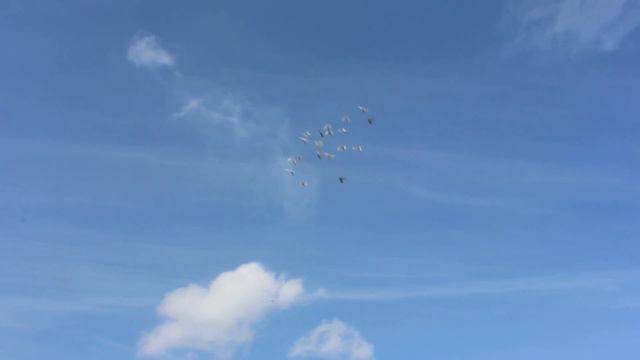 погонял называется, атака- 3, 18.02.2015 год смотреть онлайн