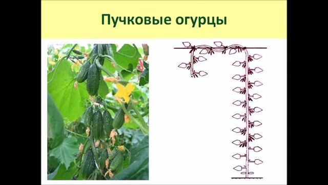 Выращивание огурцов. Ч6 Формировка огурцов смотреть онлайн