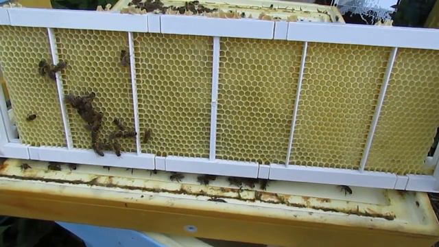 пробую пластиковые рамки производителя биненхаус ( Bienenhaus ) , в сравнение с деревянными, под ме