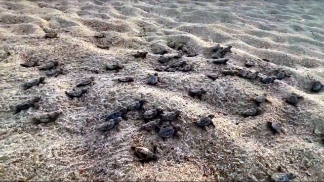 На пляже люди заметили как ЗАБУРЛИЛ песок! подойдя ближе, они ОТОРОПЕЛИ от увиденного! смотреть онлайн