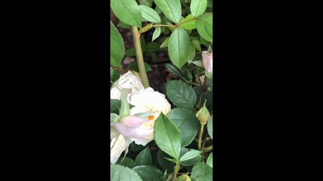 Desdemona Rose David Austin , First Season Bloom  #Desdemonarose #DavidAustinrose #englishrose