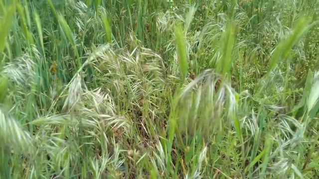 Злаковые растения Гутор Галина смотреть онлайн