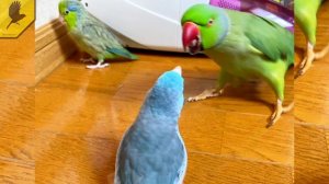 7 МИНУСОВ Содержания попугая неразлучника / Всё о неразлучниках.Содержание,особенности,кормление