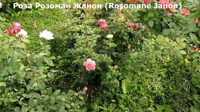 КУСТОВЫЕ РОЗЫ Розоман Жанон и Шато де Вертой от Massad. Удивят всех соседей! смотреть онлайн
