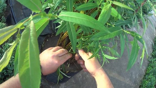 ПЛЕТЁНОЕ ДЕРЕВО. Удаляем боковые побеги - "ослепляем" лозу. Уход за плетёным деревом. смотреть онлайн