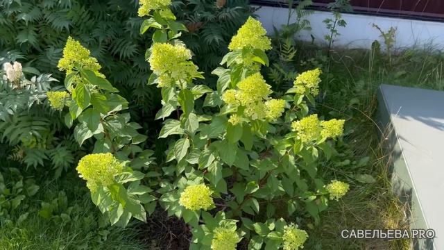 Гортензии, лилейники и, впервые, мои яблони. 5 августа 22г смотреть онлайн