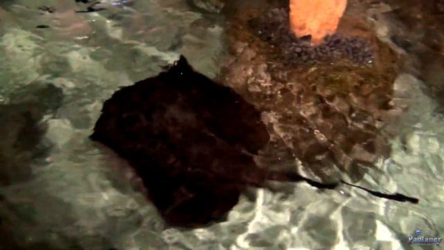 Санкт-Петербургский Океанариум (2020) смотреть онлайн