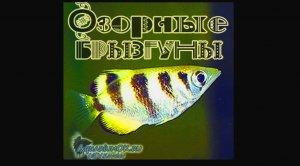 Рыба стрелок, или брызгун - смышлёная и интересная рыбка, как содержать в аквариуме?