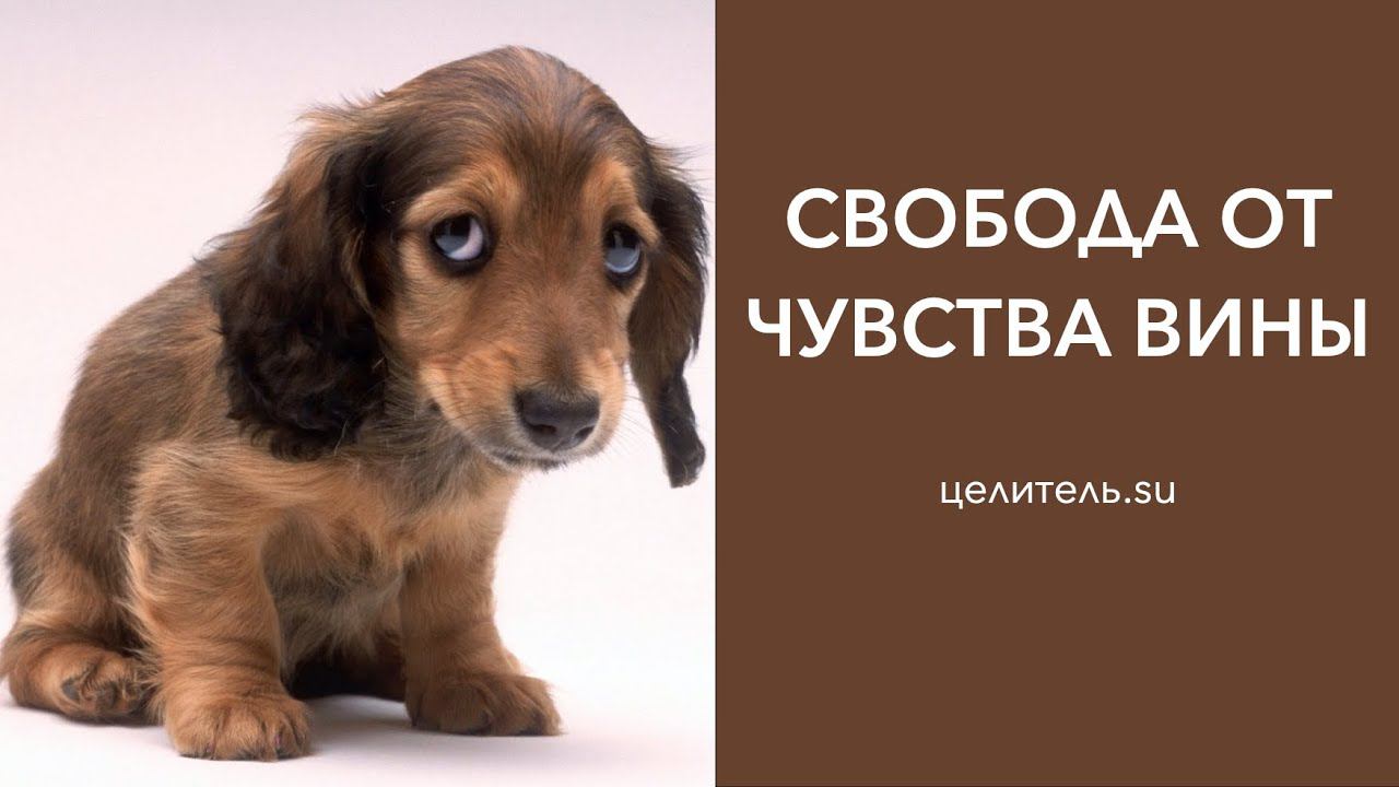 №23 Чувство вины