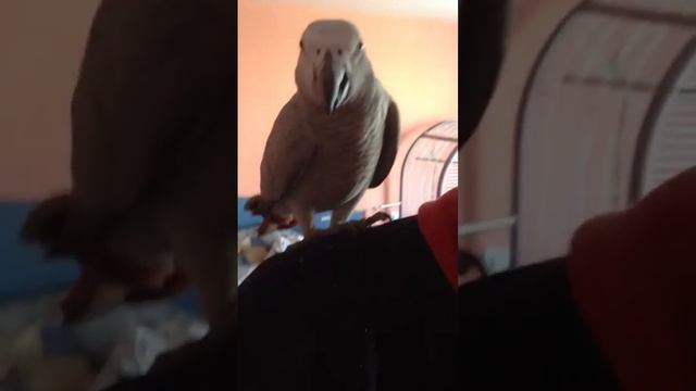 №10 Приручение дикого попугая жако смотреть онлайн