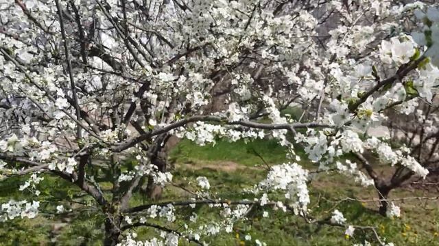 Зацвели АБРИКОСЫ И АЛЫЧА, а ведь ещё...Март ??? 31.03.23 год смотреть онлайн