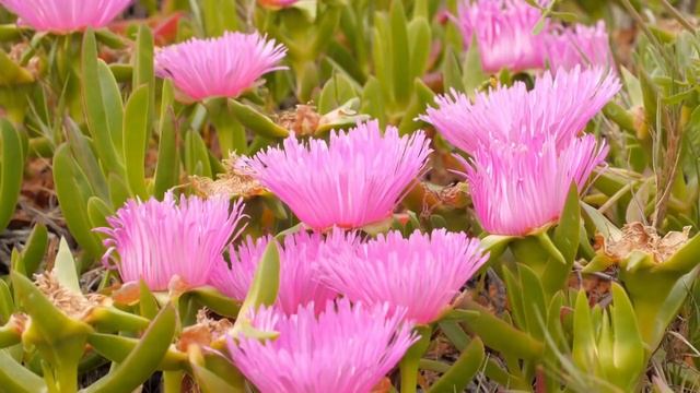 The Wonderful Wildlife Of Sardinia | Free Documentary Nature