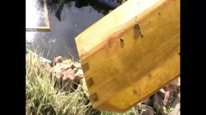 Эксперимент по замачиванию улья