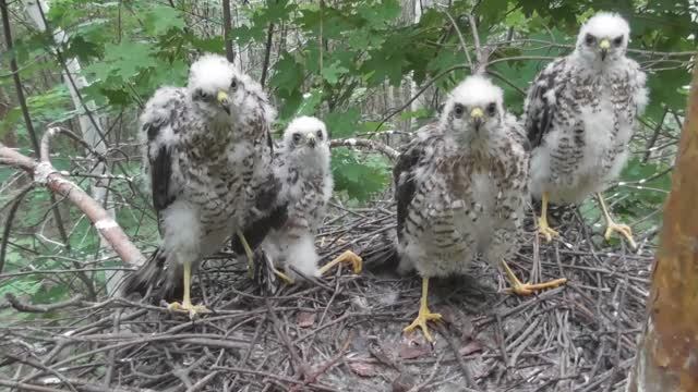 Четыре взрослых птенца ястреба-перепелятника в гнезде ( Accipiter nisus ) смотреть онлайн