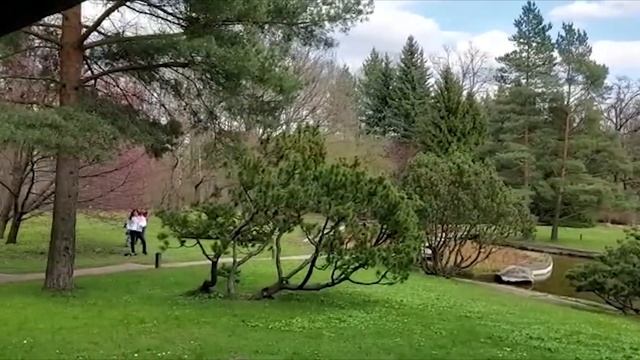 Японский сад. Цветение сакуры. Sakura Blossom.