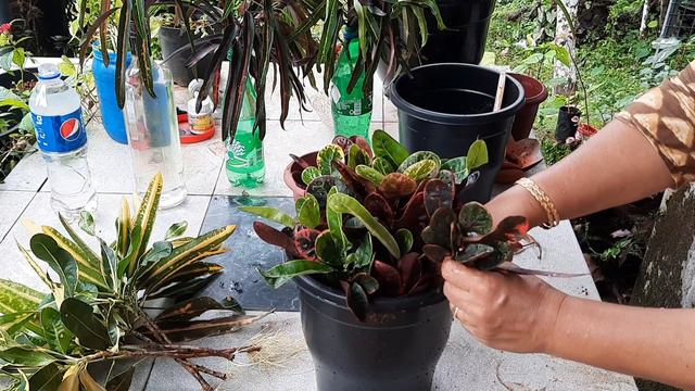 #GardenTips#Gardening Ideas#Croton Plants#Easy Propagations Of Croton Plants#beautiful Garden#