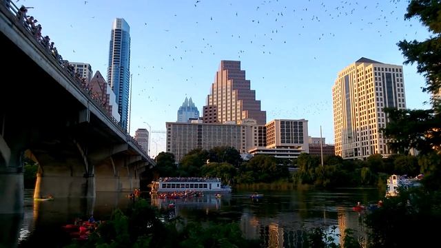 летучие мыши