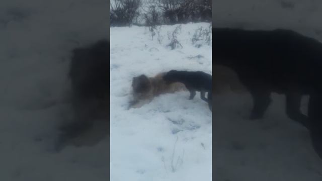Кане Корсо и Кавказец..красота, сила, грация и мощь . смотреть онлайн