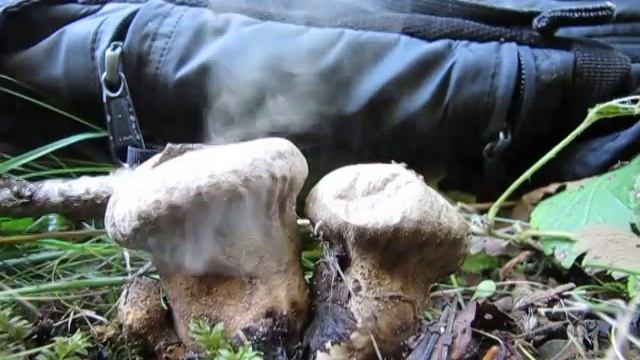 Lycoperdon perlatum puffing смотреть онлайн