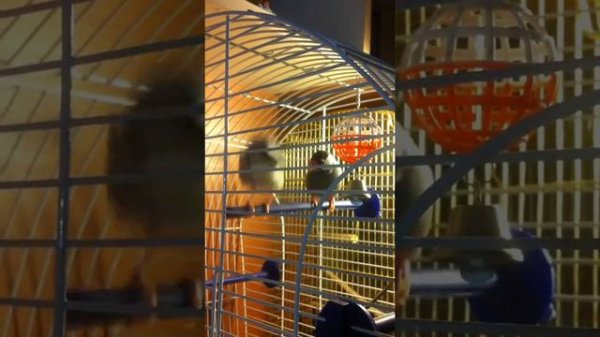 Брачный танец амадинов.