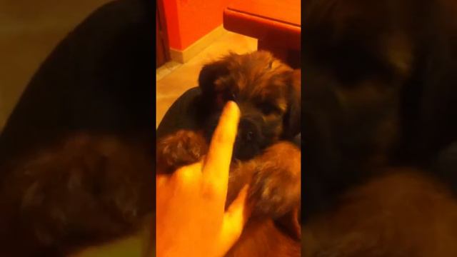 Puppyyyyy❤️ смотреть онлайн