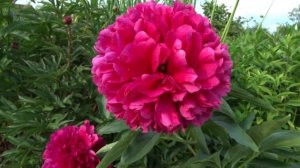 Пион ИСКРА НАДЕЖДЫ / Paeonia ISKRA NADEZHDY - ОБЗОР, ОПИСАНИЕ, ЦВЕТЕНИЕ, ОТЗЫВ