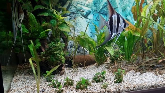 Аквариум Чёрная борода - Альтум смотреть онлайн