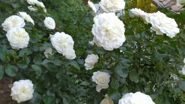 Роза Алабастр (Alabaster). Очень красивая флорибунда от Тантау. смотреть онлайн