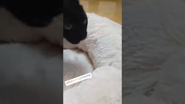 Видео отзыв - Плюшевый лежак для кошек, лежанка для кошек matforcat - plushbed смотреть онлайн