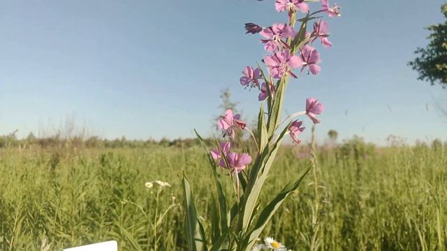Тени трав. Без слов. Эксперимент маслом на холсте. смотреть онлайн