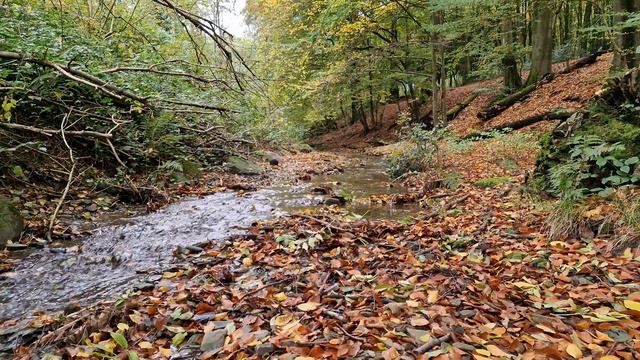 Успокаивающий звук ручья осенью. Лесной ручей осенью. Журчание воды. Для нервов, релаксации и сна. смотреть онлайн