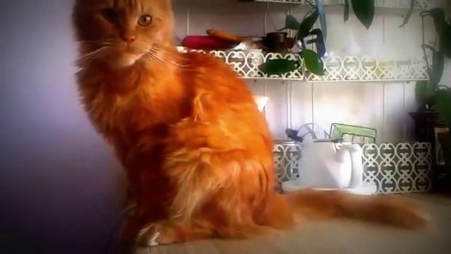 Мейн-кун красный мрамор.Maine Coon red marble. смотреть онлайн