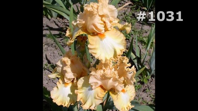 #1031. Ирисы - самые лучшие цветы