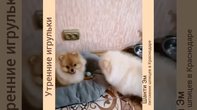 Игрульки наших померанчиков! 🥰 смотреть онлайн
