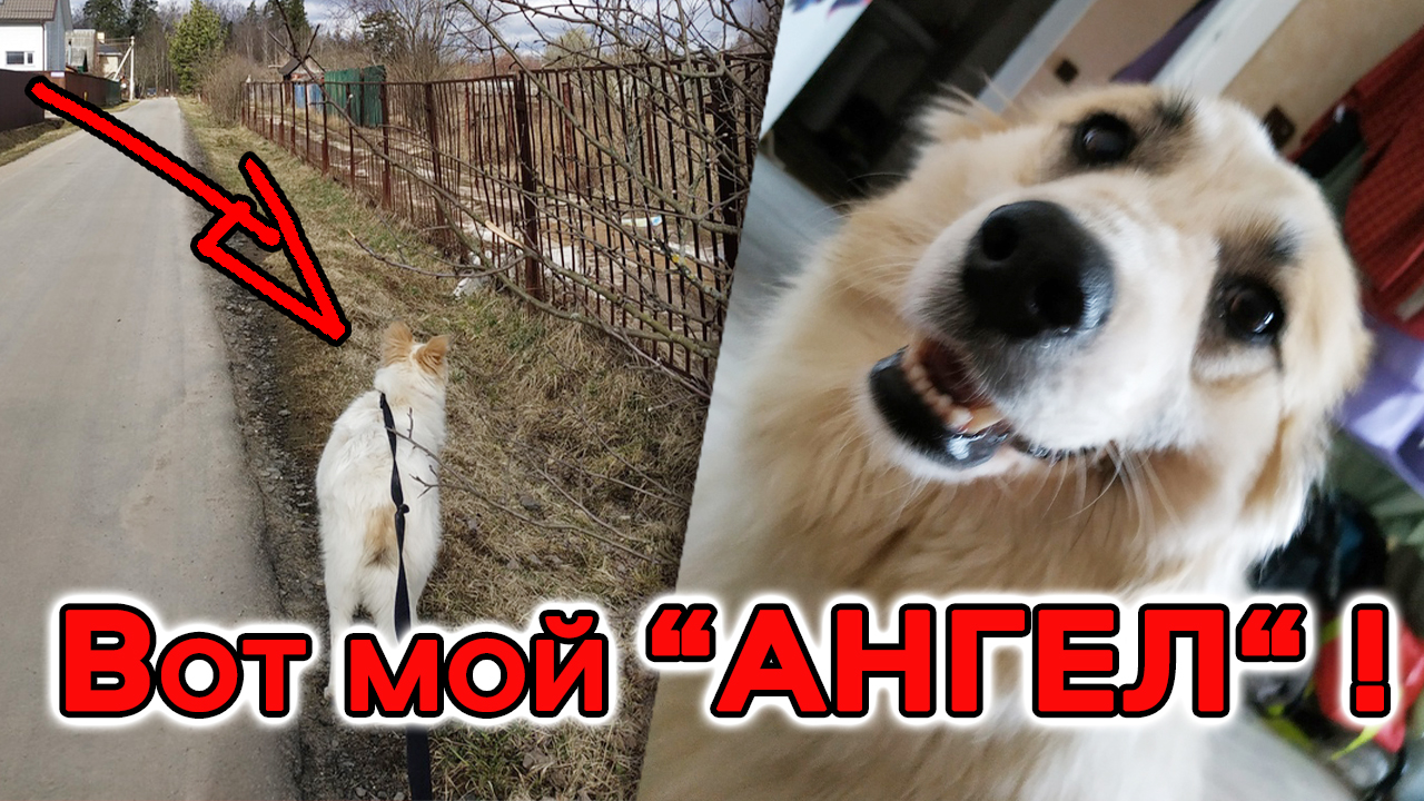 Приютская собака лизала девушке руки, только бы та забрала её с собой… смотреть онлайн