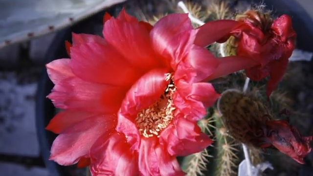 "Big red" multi bloom :) смотреть онлайн