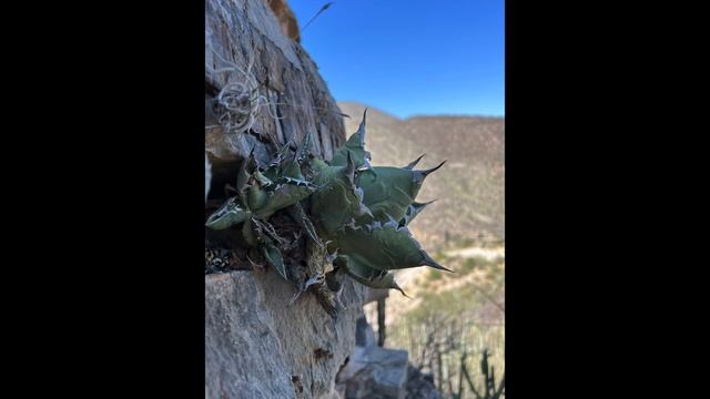 Agaves of Oaxaca: titanota vs. oteroi смотреть онлайн