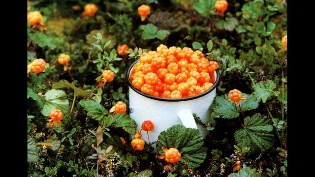 Лесосплав А.Я. Розенбаум (кавер) Переломаны буреломами.. смотреть онлайн