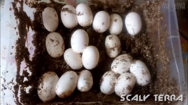 Выпуск #17 - ИНКУБИРОВАНИЕ ЯИЦ МАИСОВОГО ПОЛОЗА смотреть онлайн