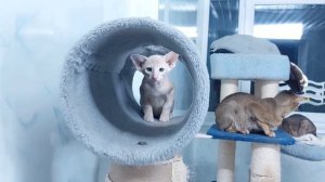 Ориентальный котик. Котёнок ориентальной породы