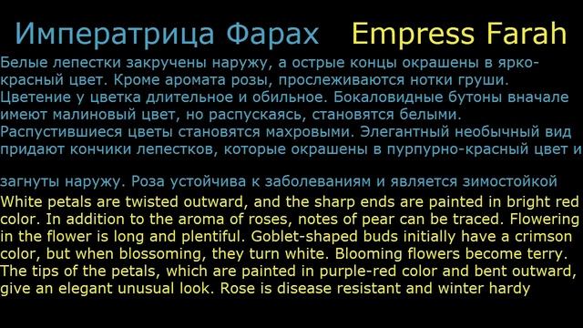 #Розы #чайно-гибридные9 #Цветы для сада и бизнеса от Ольги Шевчук смотреть онлайн