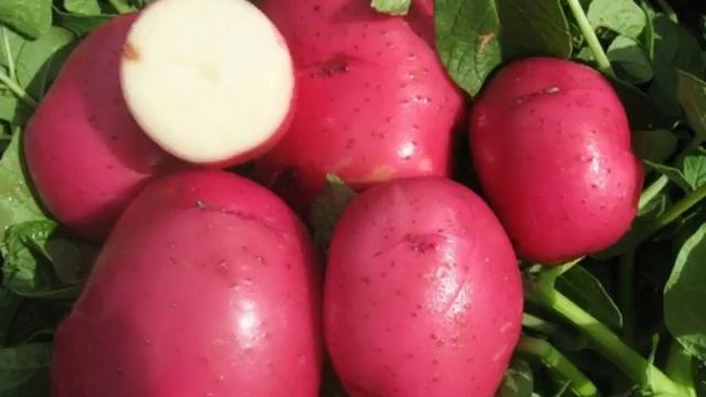 КАРТОФЕЛЬ РЕД СКАРЛЕТ- характеристика