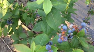 ЖИЗНЬ в ГЛУХОЙ ДЕРЕВНЕ.БЕЛАРУСЬ. Сорт голубики Спартан посадка без торфа