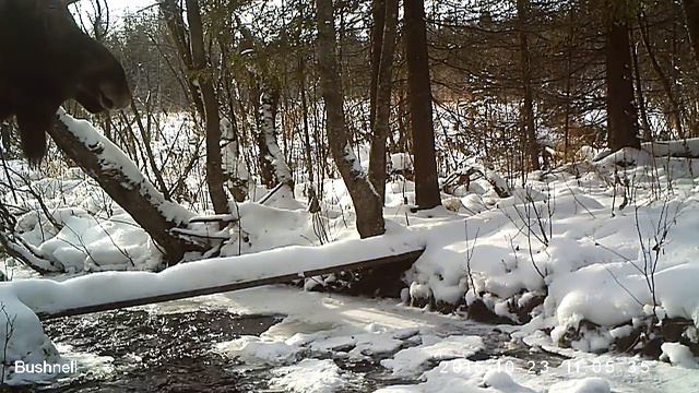 Лось 23 10 15 Висимский заповедник смотреть онлайн