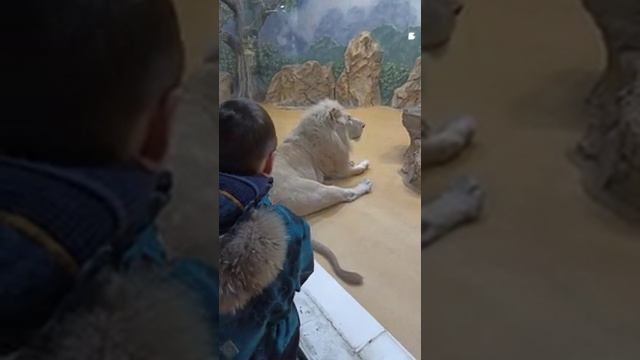 Lions in the Kazan Zoo Львы в Казанском зоопарке смотреть онлайн
