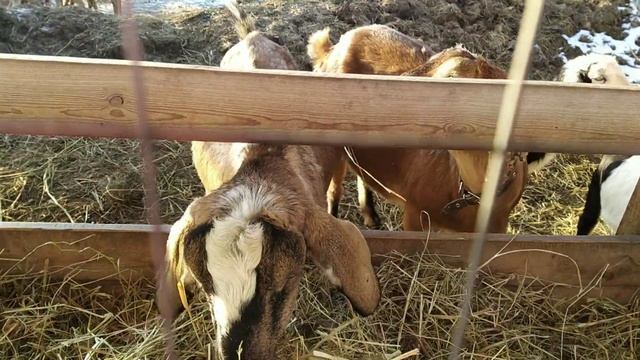 Козы нервируют козла.Козе не дают есть. Ужин с мясным рулетом. смотреть онлайн